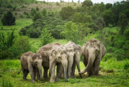 Chiang Mai Elephant Sanctuary Elephant Herd