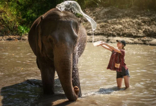 Chiang Mai Elephant Sanctuary Elephant Water Experience