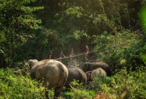 chiang-mai-elephant-sanctuary-observe-elephants-jungle