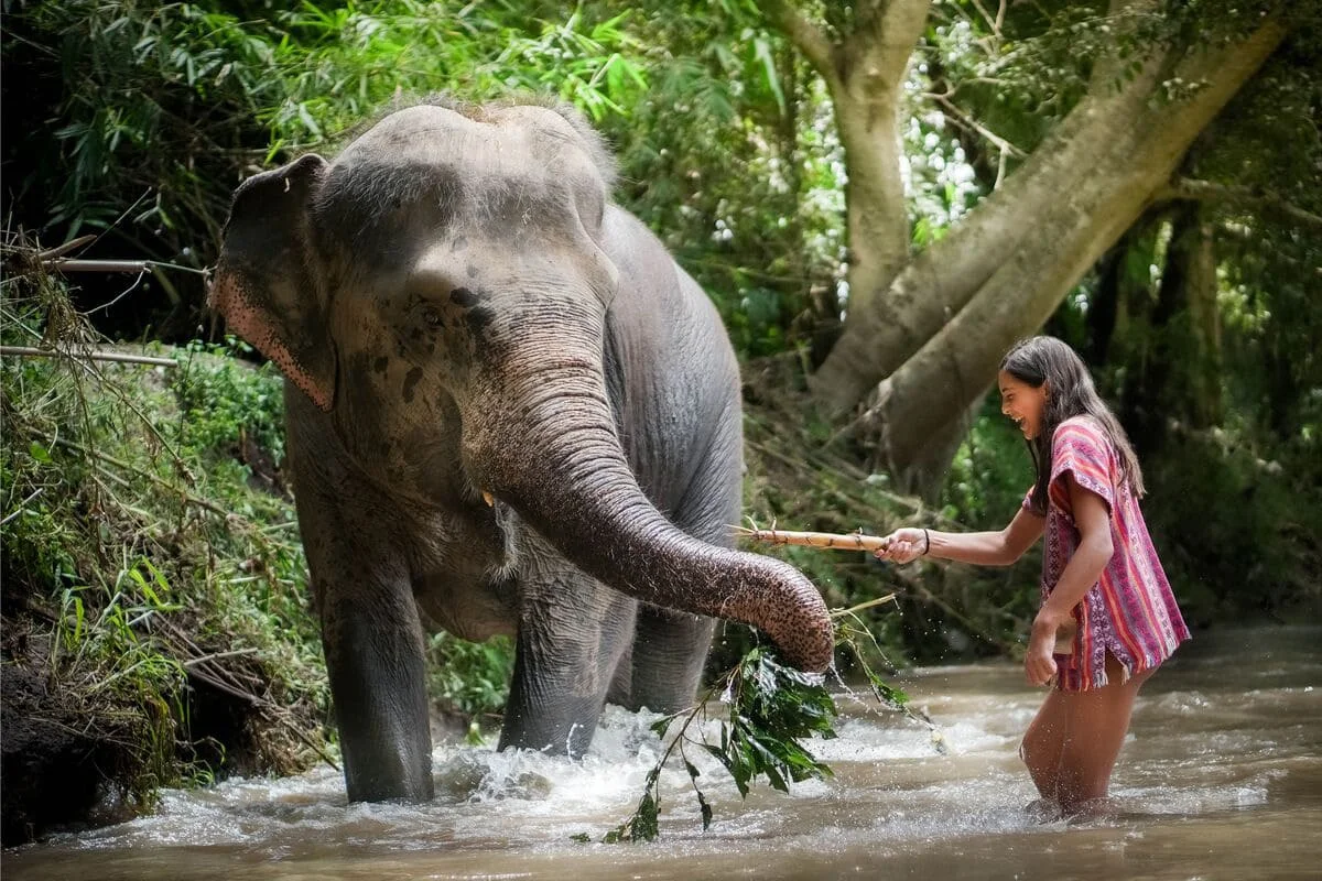Chiang Mai Elephant Jungle Sanctuary Overnight River