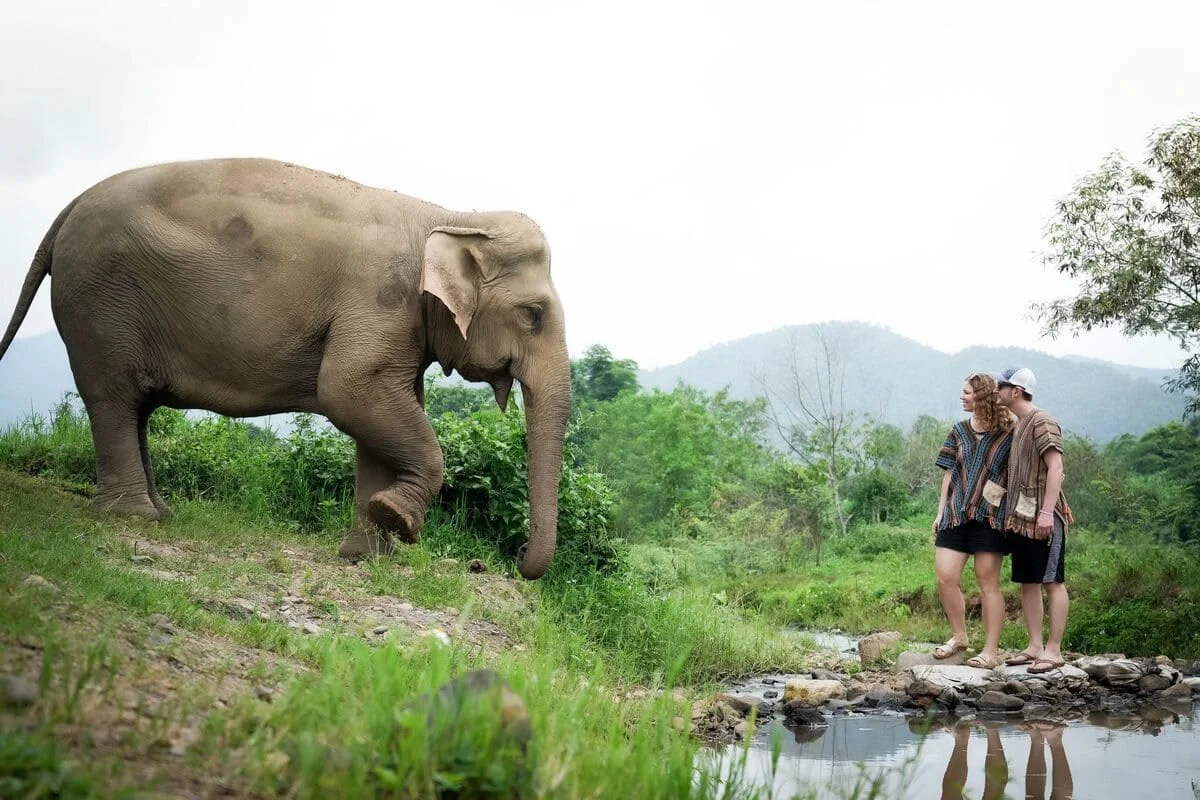 Couple observing a free-roaming elephant during a Chiang Mai elephant sanctuary overnight tour