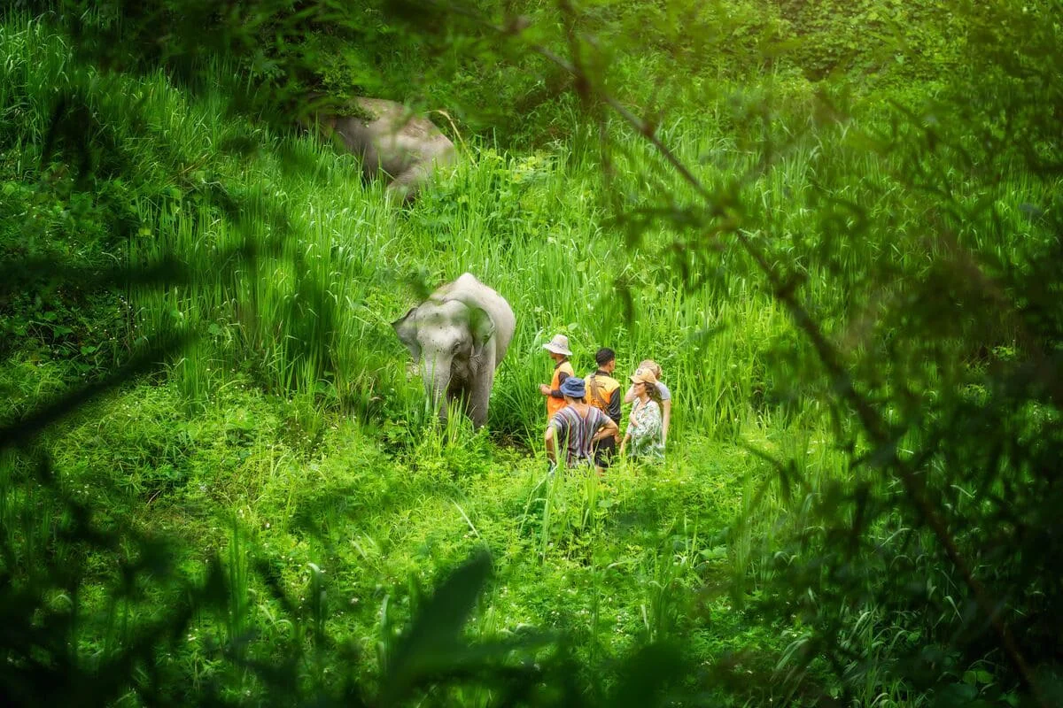 Visitors observing an elephant while trekking through the jungle in Chiang Mai Thailand