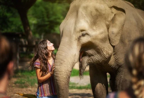Elephant Care Experience Chiang Mai Thailand