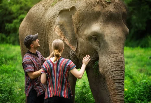 Ethical Elephant Experience Chiang Mai
