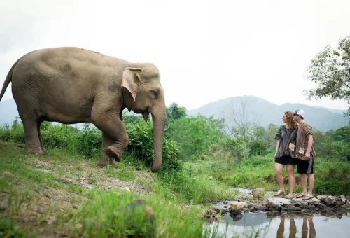 Chiang Mai Elephant Sanctuary Overnight Tour