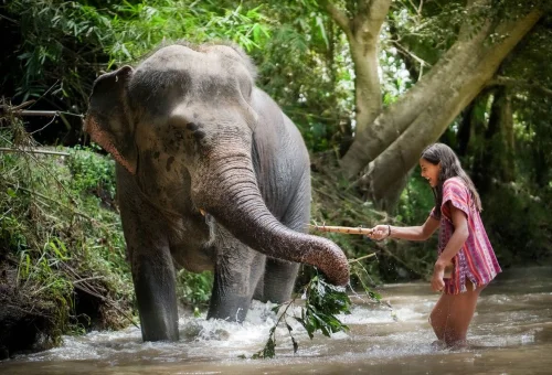 Chiang Mai Elephant Jungle Sanctuary Overnight Experience with a visitor observing an elephant in the river