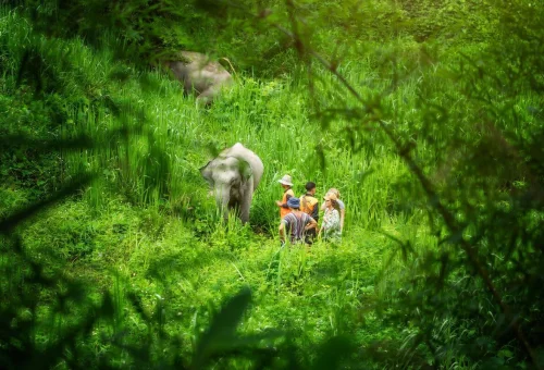 Elephant Jungle Trekking Chiang Mai