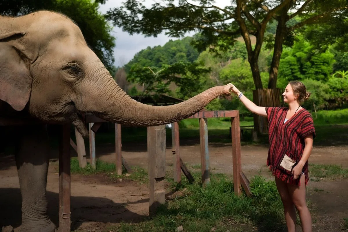 Visitor feeding an elephant at Elephant Jungle Sanctuary Chiang Mai Thailand