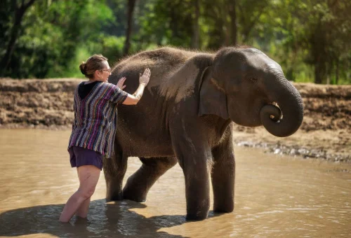 chiang-mai-elephant-river-experience
