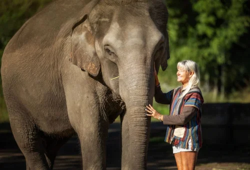 Visitor spending time with an elephant during an elephant care experience in Chiang Mai