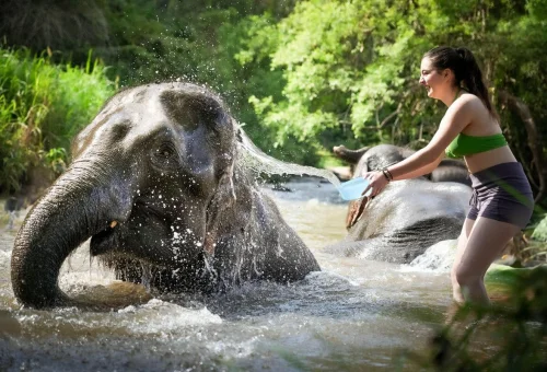 elephant-bathing-experience-chiang-mai