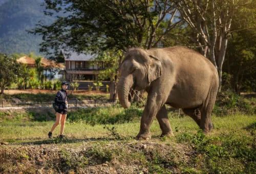 Visitor observing a free-roaming elephant during a Chiang Mai Elephant Sanctuary tour