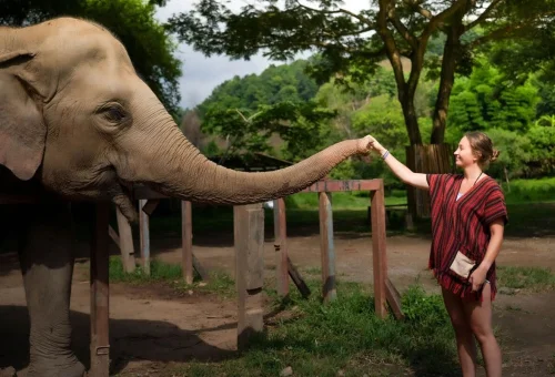 Visitor feeding an elephant at Elephant Jungle Sanctuary Chiang Mai Thailand