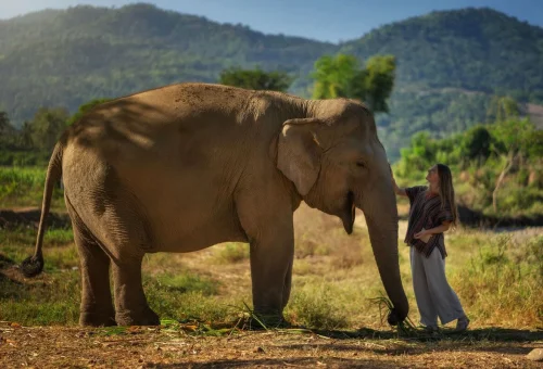 Guest meeting an elephant during the Chiang Mai Elephant Jungle Sanctuary overnight experience
