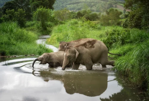 Elephants enjoying a river during the Chiang Mai Elephant Jungle Sanctuary overnight experience