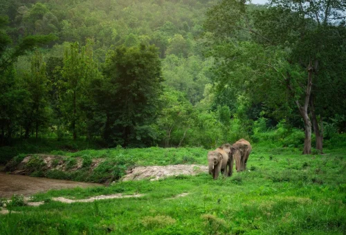 Elephants walking through the natural forest landscape at Elephant Jungle Sanctuary Chiang Mai