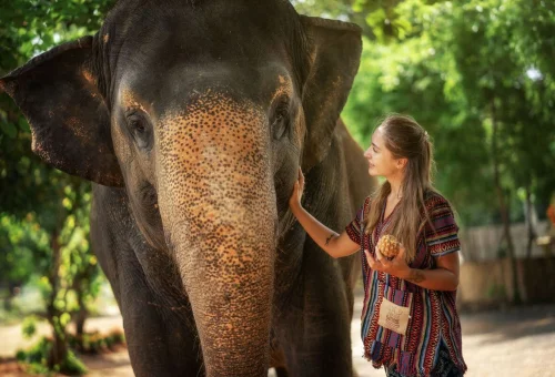 Visitor meeting an Asian elephant at Phuket Elephant Jungle Sanctuary during a one day walk experience