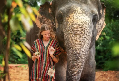 Guest standing beside an elephant at Phuket Elephant Jungle Sanctuary in Thailand