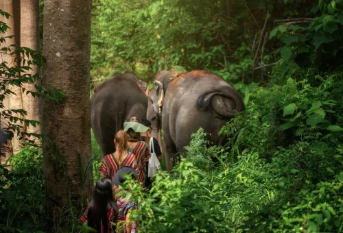 Phuket Elephant Jungle Walk With Elephants