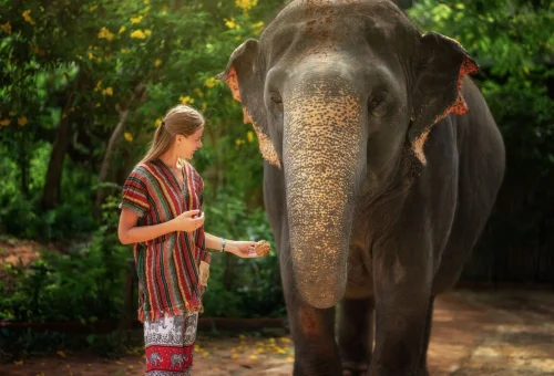 Woman feeding an elephant during the Phuket Elephant Jungle Sanctuary One Day Walk Experience