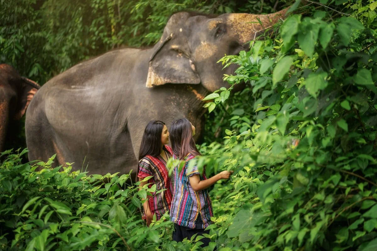 Phuket Elephant Jungle Sanctuary One Day Walk Experience with visitors walking beside elephants in the lush jungle