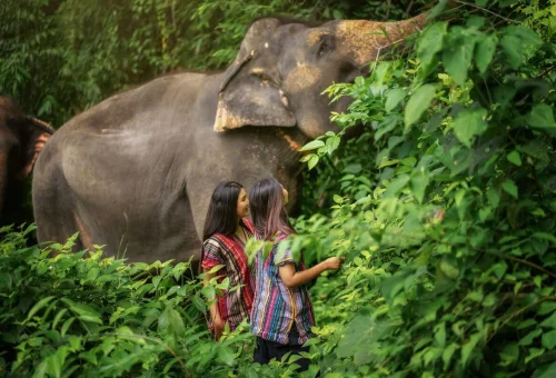 Phuket Elephant Jungle Sanctuary One Day Walk Experience with visitors walking beside elephants in the lush jungle