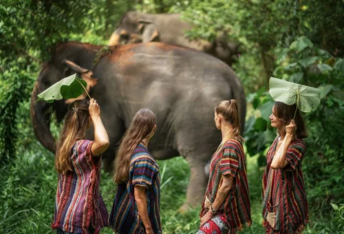 Phuket Elephant Sanctuary Jungle Walk With Elephants