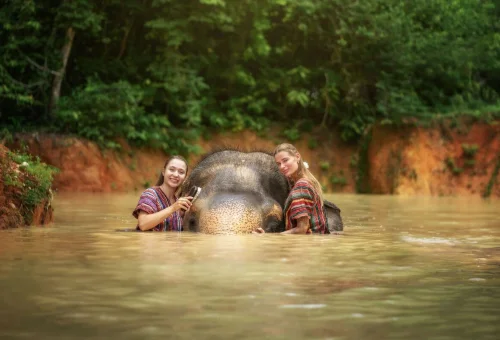 Phuket Elephant Sanctuary River Bathing Experience