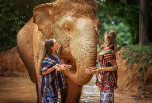 Phuket Elephant Jungle Sanctuary Mud Spa Experience