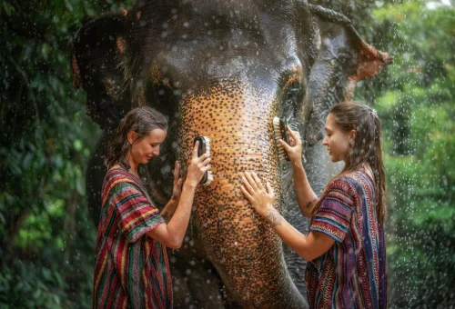Visitors gently washing an elephant during a Phuket Elephant Jungle Sanctuary experience