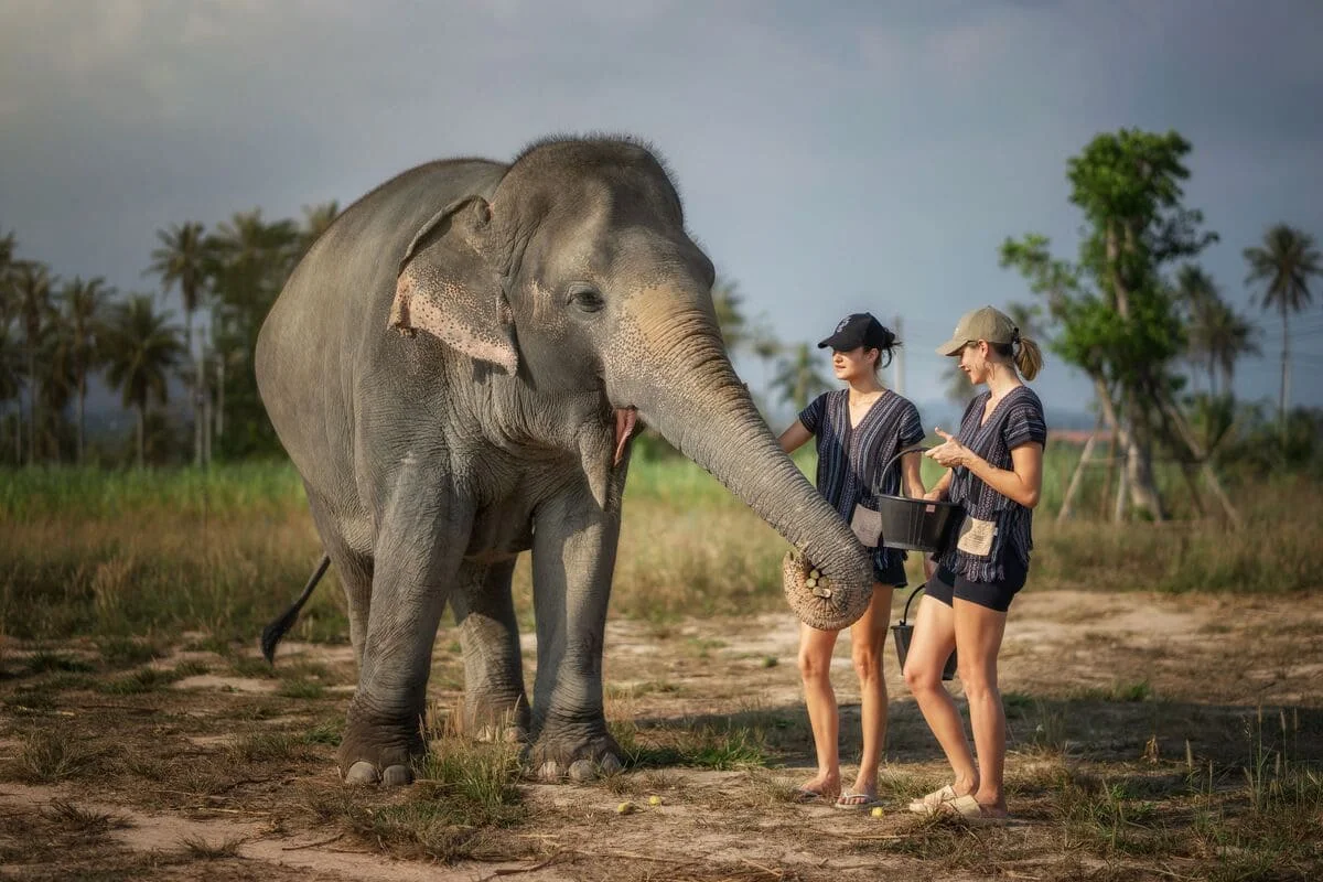 Pattaya Elephant Sanctuary Feeding Elephant