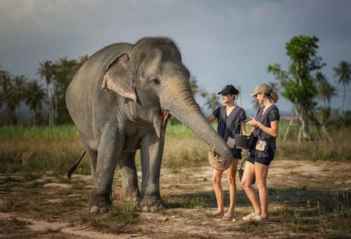 Visitors feeding an elephant at Pattaya Elephant Jungle Sanctuary Feed Me Experience