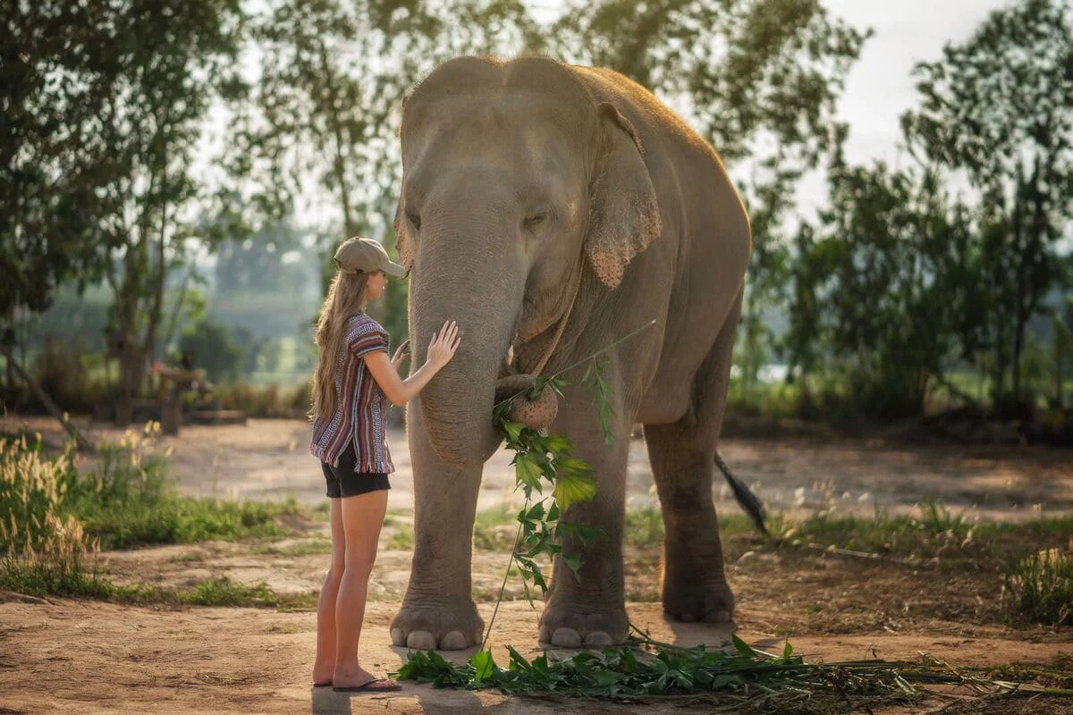 Visitor interacting with an elephant during the Pattaya Elephant Jungle Sanctuary Feed Me Experience