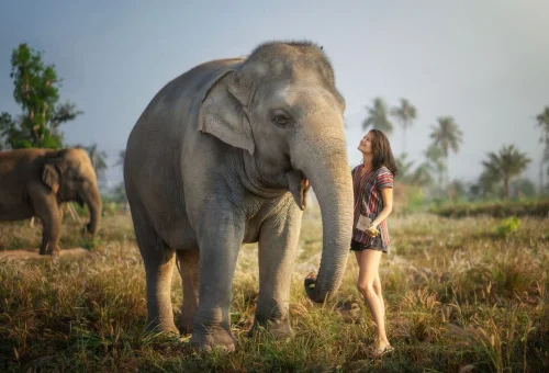 Pattaya Elephant Jungle Sanctuary Feed Me Experience