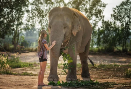Pattaya Elephant Jungle Sanctuary Elephant Care