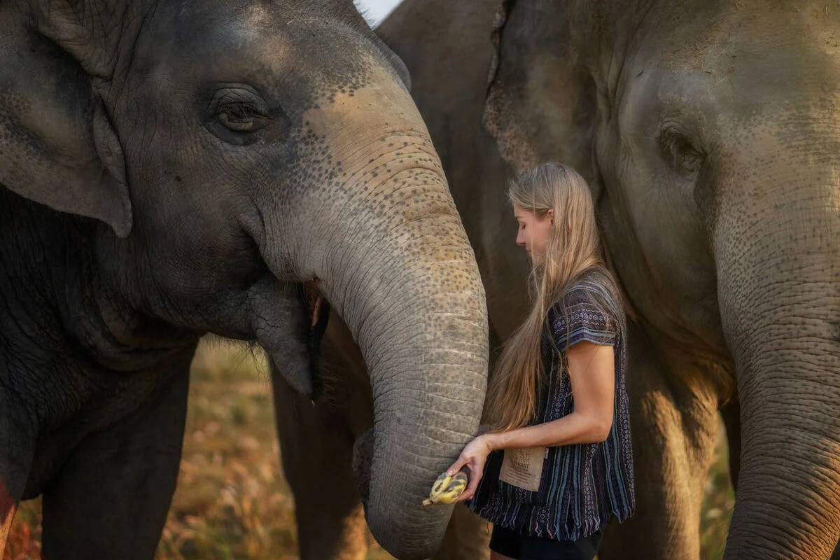 Pattaya Elephant Jungle Sanctuary Feed Me Experience with a visitor feeding rescued elephants
