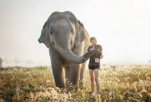 Feed Elephants Pattaya Elephant Sanctuary