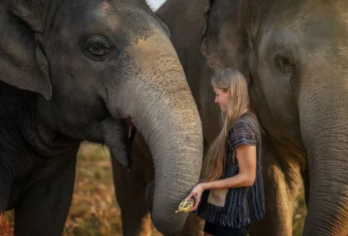 pattaya-elephant-jungle-sanctuary-feed-me-elephant