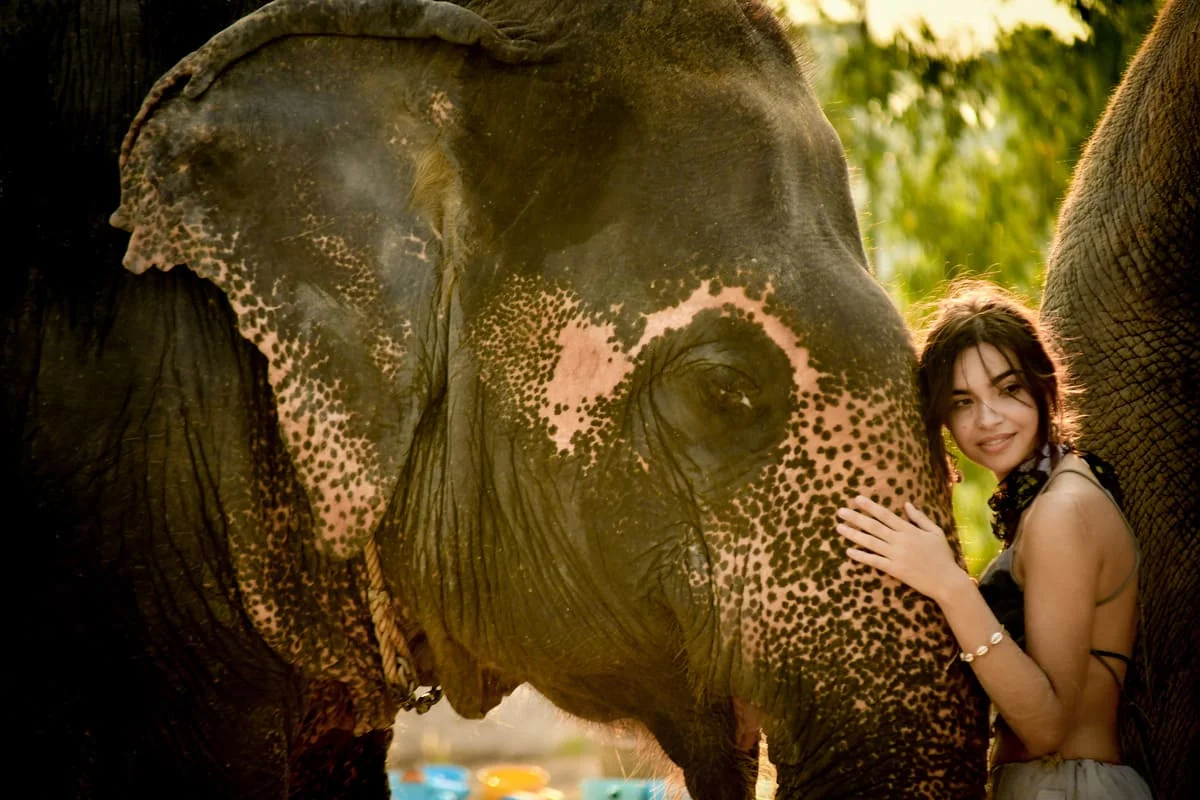 Pattaya Elephant Jungle Sanctuary Feed Bath Experience