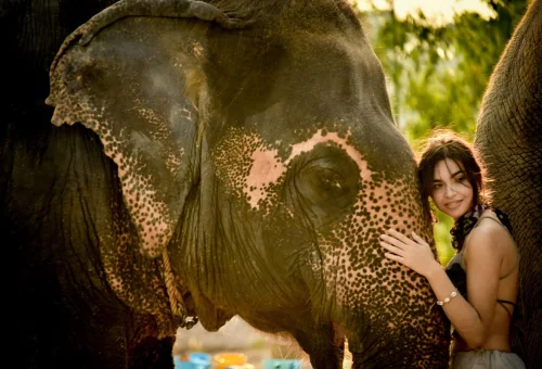 pattaya-elephant-jungle-sanctuary-feed-bath-experience