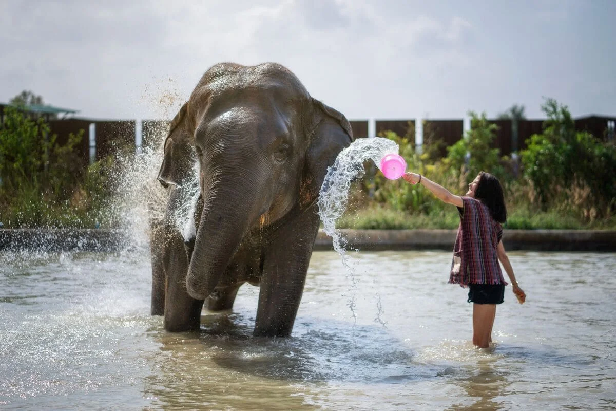 Guest bathing a rescued elephant during the Pattaya Elephant Jungle Sanctuary Feed and Bath Experience