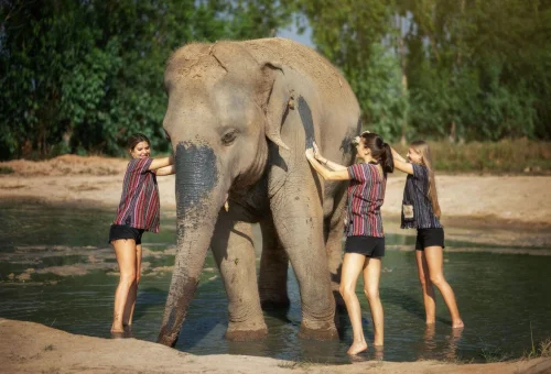 Pattaya Elephant Sanctuary Bath Experience