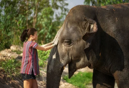 Pattaya Elephant Bathing Care Experience