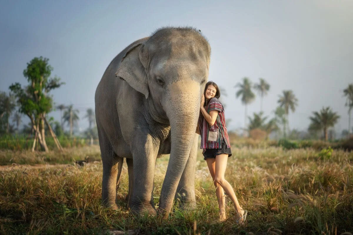 Visitor enjoying a close encounter with an elephant at Elephant Jungle Sanctuary Pattaya
