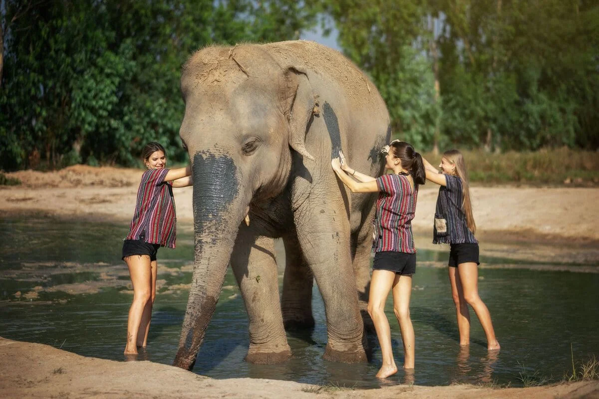 Visitors enjoying an elephant mud spa and interaction experience at Pattaya Elephant Jungle Sanctuary