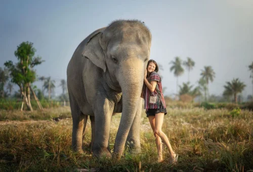 Pattaya Elephant Sanctuary Close Elephant Encounter