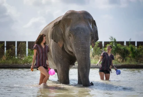 Pattaya Elephant Sanctuary Bath Elephants