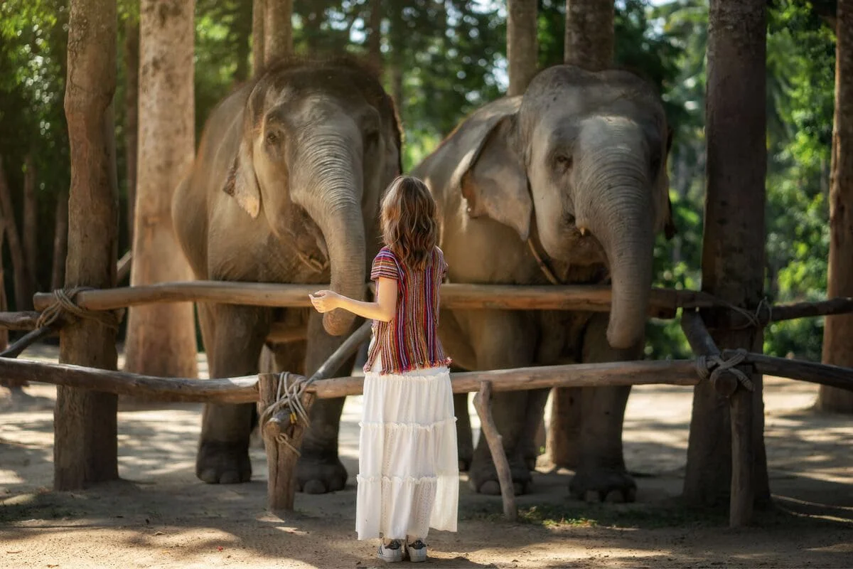 Samui Elephant Jungle Sanctuary Feed Me Premium Experience with a guest meeting friendly elephants in Koh Samui