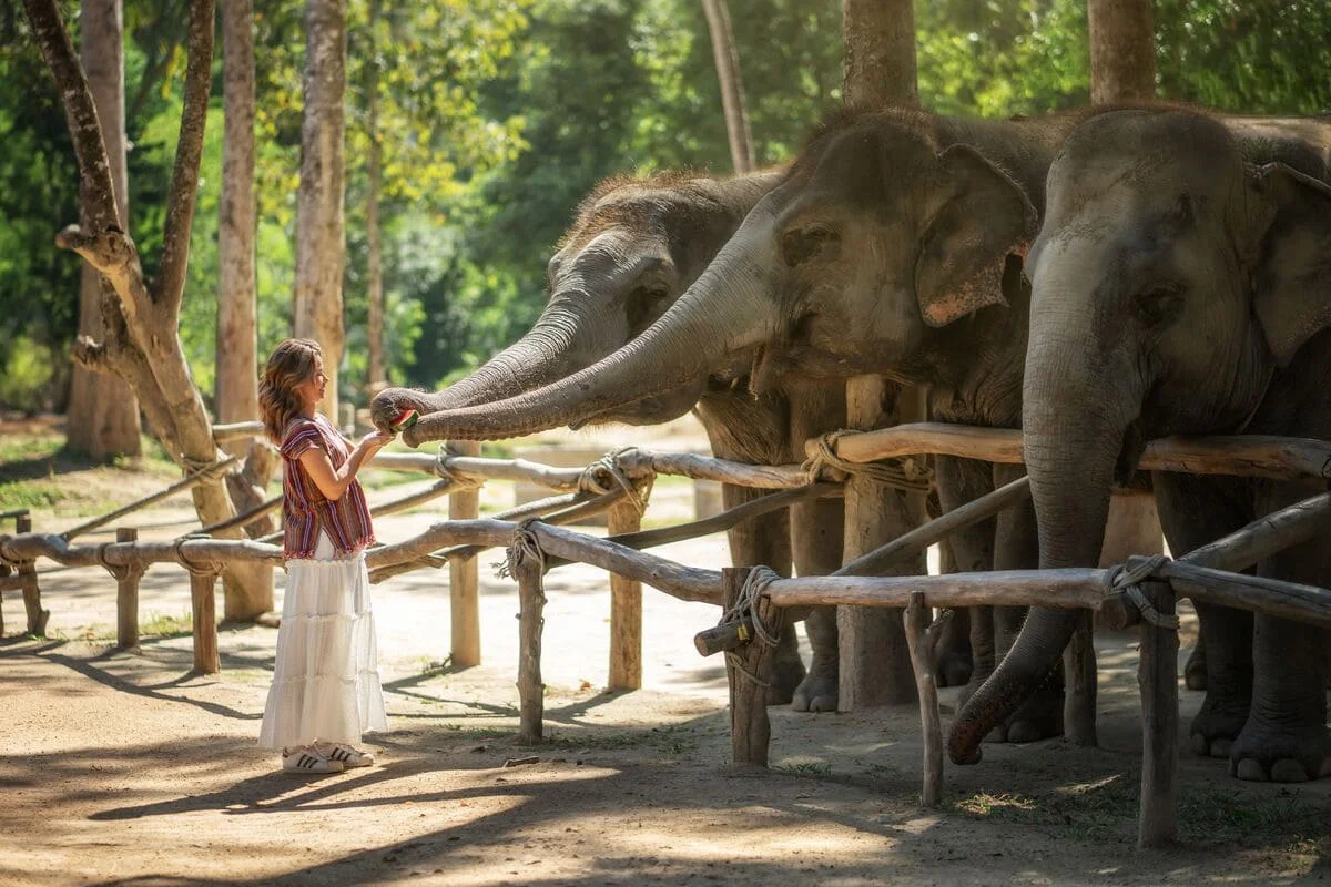 Guest hand-feeding elephants at Samui Elephant Jungle Sanctuary Feed Me Premium Experience