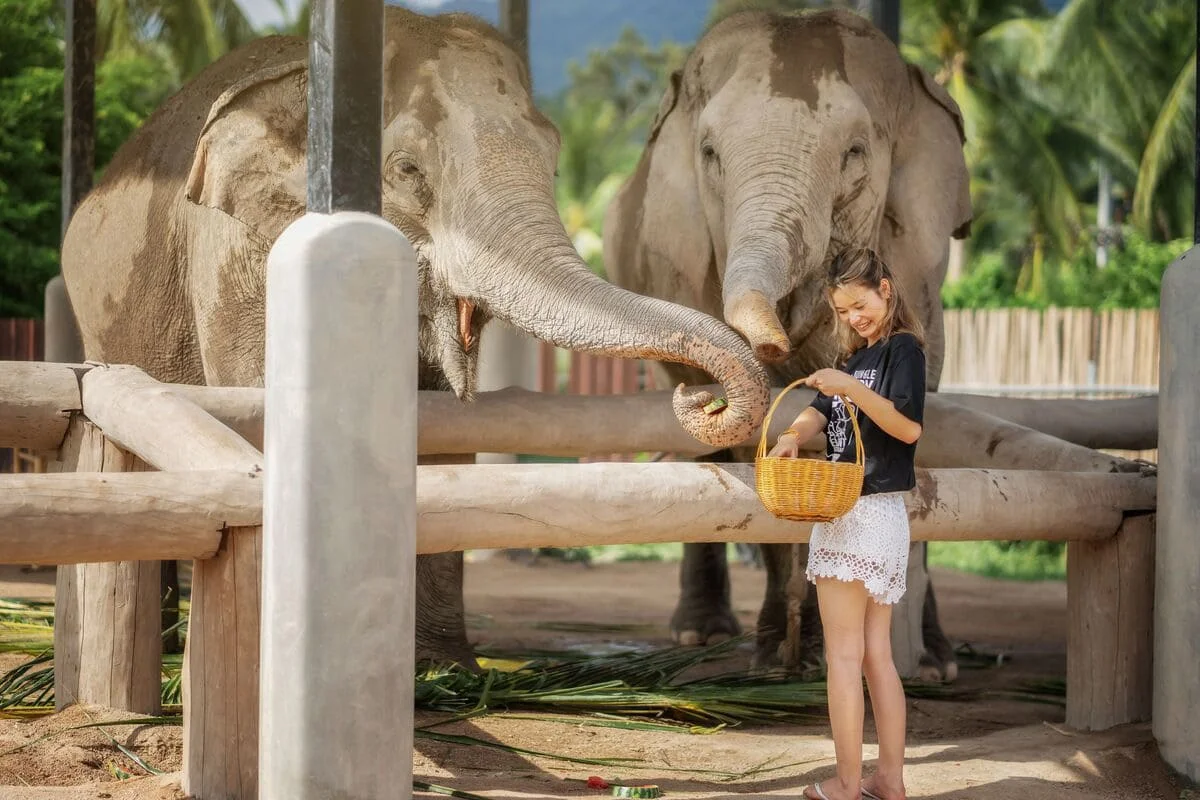 Koh Samui Elephant Feeding Premium Experience 03